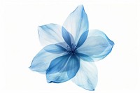 Minimalist Blue flower accessories accessory.