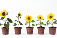 The progression of dwarf sunflowers from seedlings to blooms in multiple pots plant leaf inflorescence.