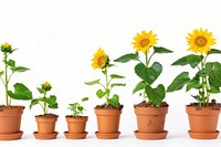 The progression of dwarf sunflowers from seedlings to blooms in multiple pots plant leaf white background.