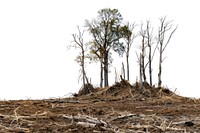 Deforestation ground outdoors nature.