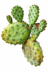 Eastern prickly pear cactus plant.