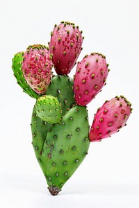 Eastern prickly pear cactus plant.
