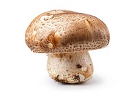 Mushroom amanita fungus agaric.