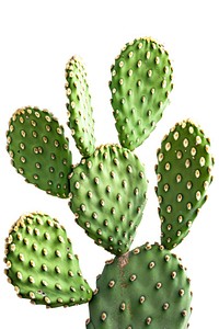 Prickly pear cactus plant.