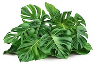 Pile of tropical leaves plant green leaf.