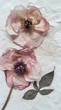 Pressed peony flowers petal plant paper.