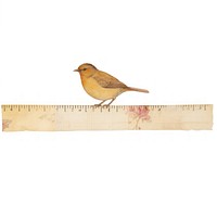 Bird animal canary white background.