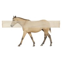 Animal mammal horse white background.