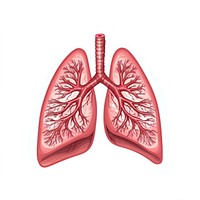Lungs medical heart human.