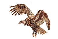 Vulture vulture animal bird.