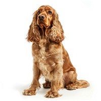 Spaniel cocker spaniel animal canine.