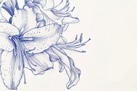 Vintage drawing lilys sketch flower plant.