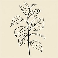 Coffee plant sketch drawing leaf.