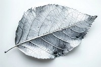 Leaf in titanium texture leaf nature plant.