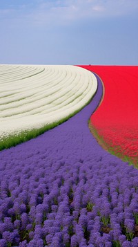 Flower field landscape lavender outdoors.