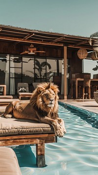 Wildlife animal lion pool.