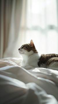 Animal cat bed furniture.