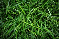 Grass green vegetation plant.