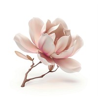 Magnolia flower blossom anemone dahlia.