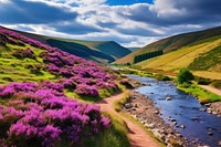 Scotland landscape scenery flower.