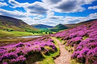 Scotland landscape scenery flower.