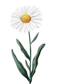 Flat vector hand drawn illustration a Bellis perennis flower asteraceae blossom.