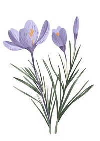 Flat vector hand drawn illustration a Crocus sativus flower crocus blossom.