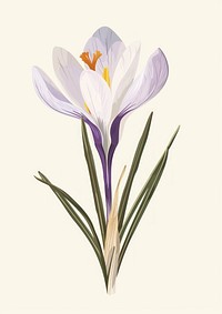 Flat vector hand drawn illustration a Crocus sativus flower crocus blossom.
