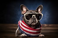 A french bull dog wearing sunglasses and striped scarf American flag bulldog animal canine.