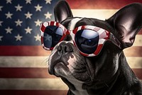 A french bull dog wearing sunglasses and striped scarf American flag american flag accessories accessory.