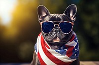 A french bull dog wearing sunglasses and striped scarf American flag accessories accessory bulldog.
