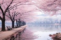 Sakura tree furniture outdoors scenery.