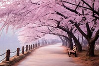 Sakura tree furniture landscape outdoors.