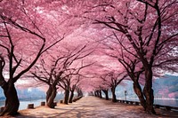 Sakura tree outdoors blossom scenery.
