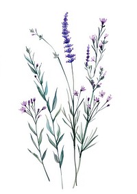 Vector illustration Hand drawn a wildflower lavender blossom herbal.