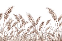 Vector illustration of ears of wheat line produce grain plant.