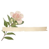 Azalea flower plant paper.