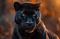Black panther wildlife portrait animal.