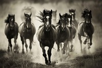 Horses stallion running animal.