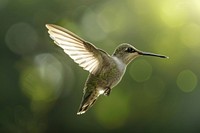 Flying hummingbird animal beak.