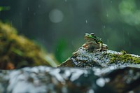 Frog amphibian wildlife reptile.