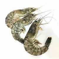 Raw shrimp invertebrate seafood animal.