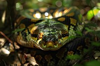 Anaconda snake reptile animal.
