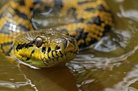 Anaconda snake reptile animal.