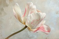 Oil painting of a close up on pale tulip blossom flower petal.