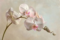 Oil painting of a close up on pale orchid flower plant inflorescence.