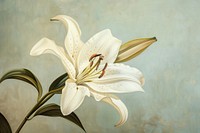 Oil painting of a close up on pale lily flower plant inflorescence.