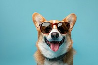 Studio photo of a happy corgi portrait wearing sunglasses mammal animal puppy.