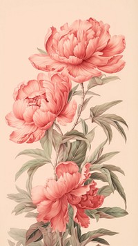 Wallpaper peony drawing sketch painting.
