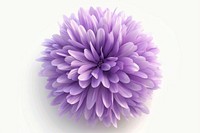 3d render of aster flower fur fluffy dahlia purple plant.